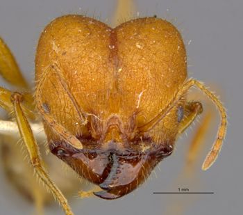 Media type: image;   Entomology 22804 Aspect: head frontal view